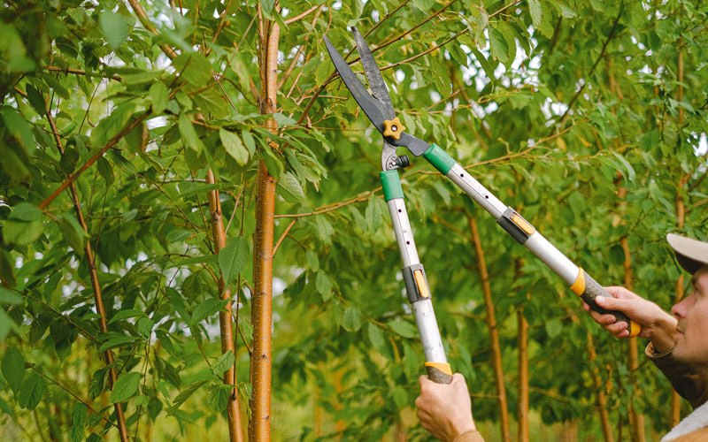 Tree trimming in Meadow Grove, NE